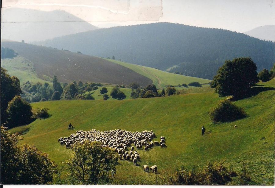 A view of shepherds herding sheep in the Turiec Valley near Svaty Martin in central Slovak Republic.