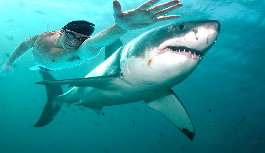 Michael Phelps races shark for Discoverys Shark Week.